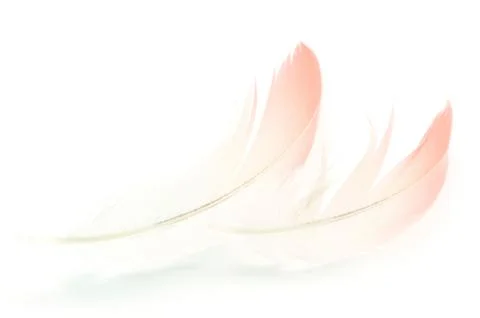 Flamingo feather Stock Photos