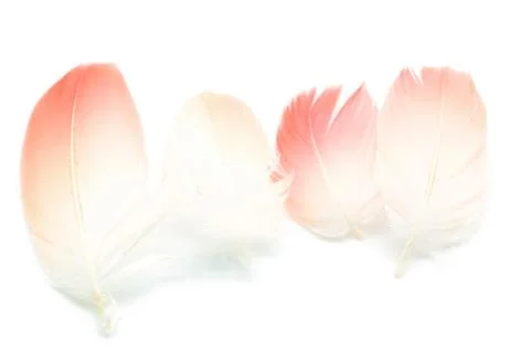 Flamingo feather Stock Photos