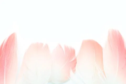 Flamingo feather Stock Photos