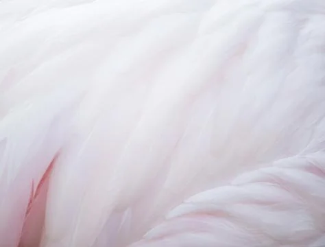 Flamingo feather Stock-Fotos