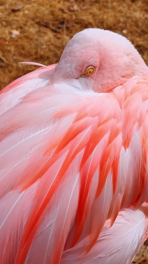 Flamingo feather texture close-up. Detailed close-up of pink flamingo feathers Stock Footage 327300433