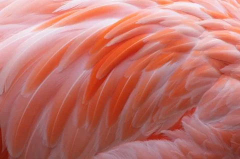 Flamingo feathers close up Stock Photos