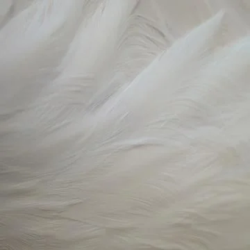 Flamingo feathers Stock Photos