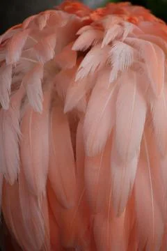 Flamingo feathers Stock Photos