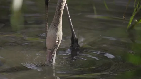 Flamingo feeding duck swims between legs Stock Footage 266160772