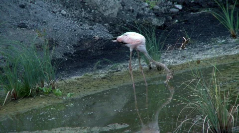 Flamingo feeding Stock Footage 758155