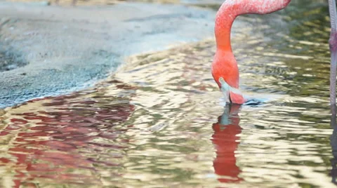Flamingo Feeding Stock-Footage 32375548