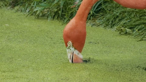 Flamingo Feeding in Shallow Water, Close-Up Stock Footage 342573504