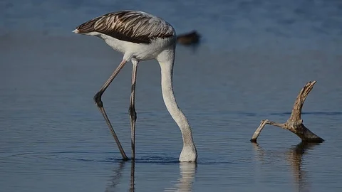 Flamingo feeding in the water Stock Footage 123983166