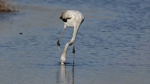 Flamingo feeding in the water Stock Footage 124099696
