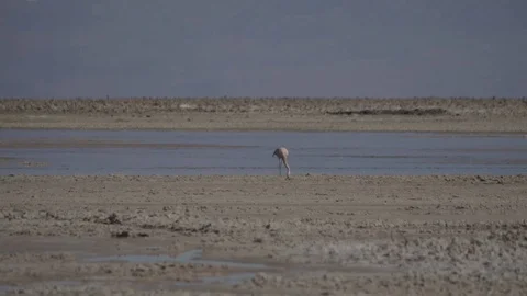 Flamingo feeds in circular motion in the atacama desert Stock Footage 81887334