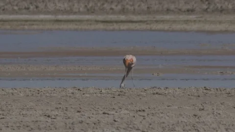 Flamingo feeds in circular motion in the atacama desert Stock Footage 81887386