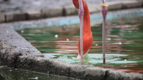 Flamingo feeds in shallow water 스톡 동영상 338011346