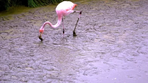 Flamingo feeds in an unusual manner to extract shrimp from mud Stockbeeldmateriaal 272565391