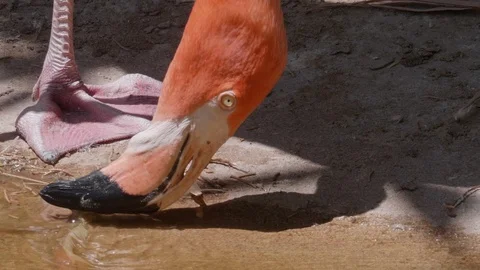 Flamingo Filtering Water with Beak with bubbles Stock Footage 98358400