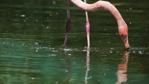 Flamingo filtering water with its beak Stock Footage 341723664