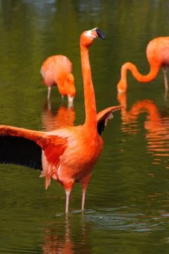 Flamingo flapping wings Stock Photos