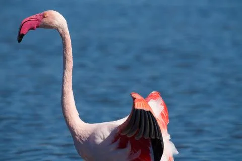 Flamingo flaps its wings Stock Photos