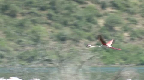 Flamingo flies Stock Footage 22250599