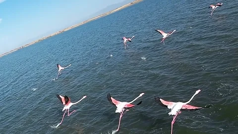 Flamingo flight Stock Footage 293200090