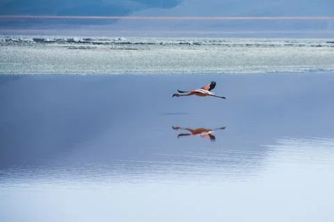 Flamingo in flight over lake with reflection on water Stock Photos