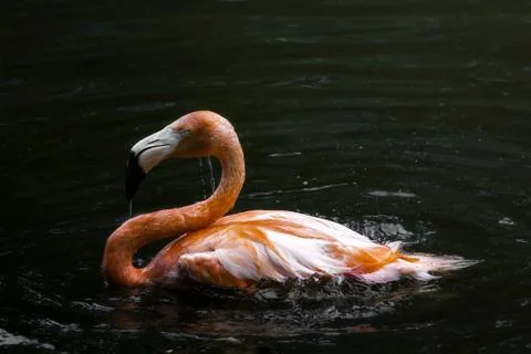 Flamingo floating in the water Foto stock