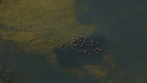 Flamingo flock in cloudy muddy water of brackish pond feed, drone Stock Footage 263183953