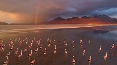 Flamingo flock feed on salt lake when sunset Stock Footage 252436166