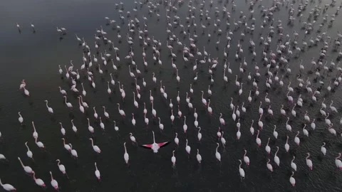 Flamingo Flock Stock-Footage 331989031