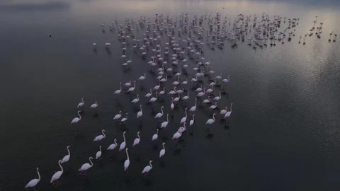 Flamingo Flock 스톡 동영상 332710994