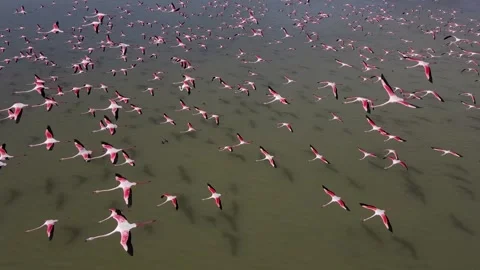 Flamingo Flock 스톡 동영상 332907212