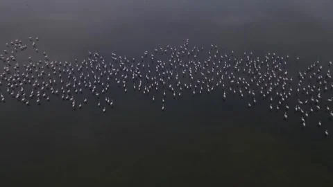 Flamingo Flock Stock-Footage 333318801