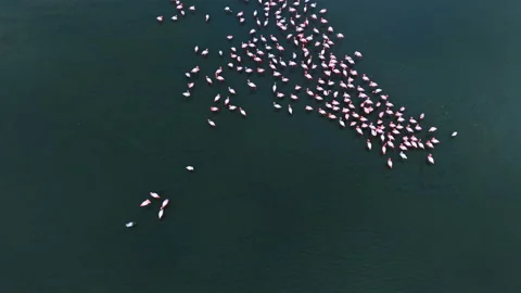 Flamingo flock forming scattered pattern on dark water, overhead view, isolated Stockbeeldmateriaal 337912033