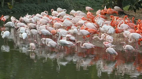 Flamingo flock on lake - 01 Stock Footage 981312