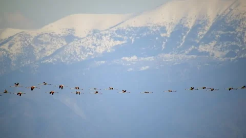 Flamingo flock migrates in a single flying - Flamingo Migration and Flock Flight Stock Footage 339821593