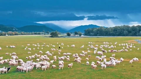  Flamingo Flock in Open Field Stock Footage 323136575