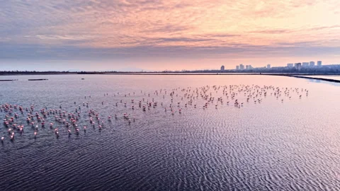 Flamingo flock takes flight over lake at sunset, Bulgaria Stock Footage 340405521