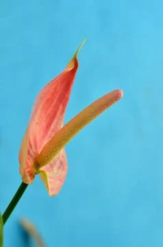 Flamingo Flower (Anthurium) 库存照片