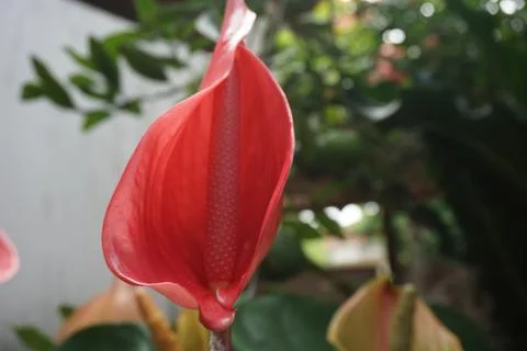 Flamingo flower in the garden Stock Photos