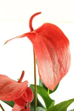 Flamingo flower Stock Photos