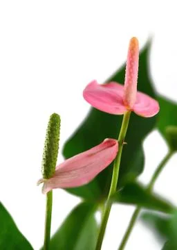 Flamingo flower Foto stock
