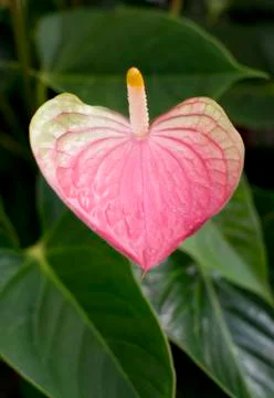 Flamingo flower Stock Photos