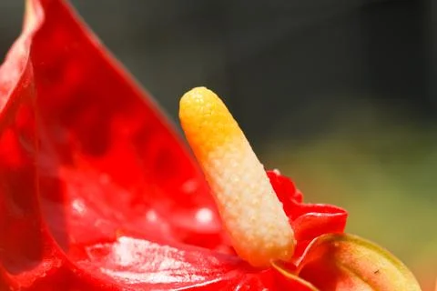 Flamingo flower Фото