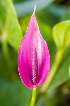 Flamingo Flower Stock Photos