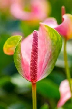 Flamingo Flower Stock Photos