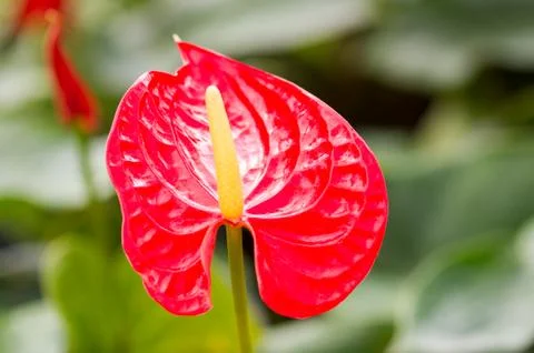 Flamingo Flower Stock Photos
