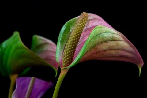Flamingo flower Stock Photos