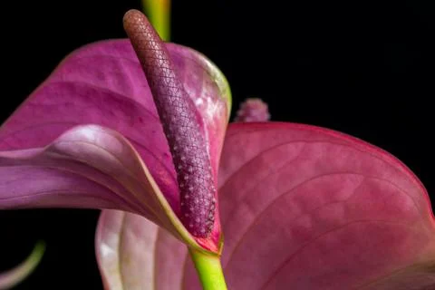 Flamingo flower Stock Photos