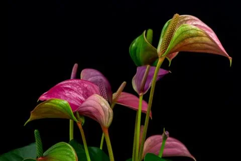 Flamingo flower Stock Photos