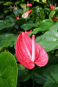 Flamingo Flower Stock Photos